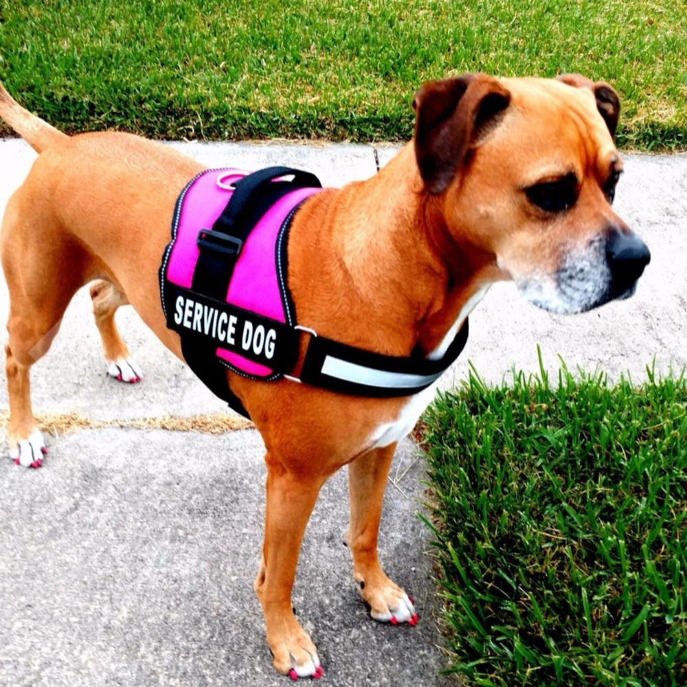 Service Dog Harness
